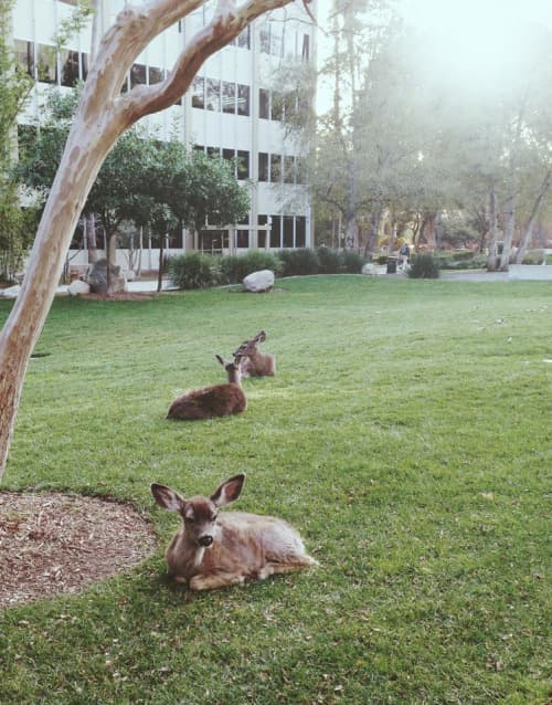 Deer at JPL. Credit Maggie Chiang